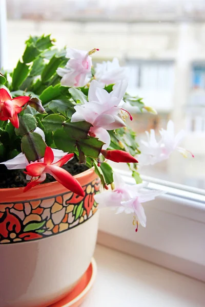 Schlumbergera red flowers. Christmas flowers — Stock Photo, Image