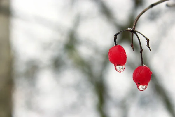 Two berries of viburnum with frozen drops of water. Winter tricks — Stock Photo, Image