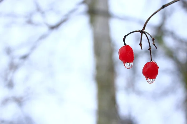 Två bär av Viburnum med frysta droppar vatten. Vinter tricks — Stockfoto