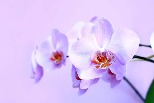 Orquídea rosa. Rama de la flor decorativa floreciente — Foto de Stock