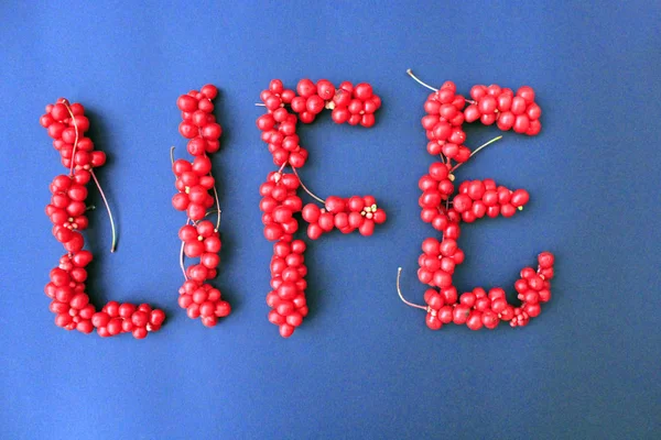 Schizandra è una pianta utile. Parola Vita da bacche mature rosse di schisandra. Il dono della natura — Foto Stock