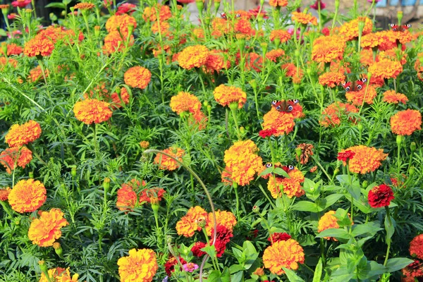 Πεταλούδες για τα λουλούδια. Παγώνι μάτι για το marigolds — Φωτογραφία Αρχείου