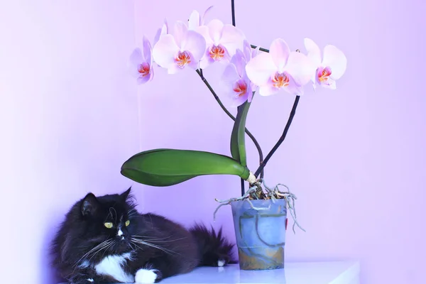 Orchidées chat et rose sur fond. Animaux comme détail de l'intérieur — Photo