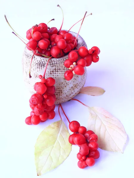 Schisandra roja en bolsa de cerámica. Esquizandra roja madura en cubo. Baya de cinco sabor — Foto de Stock