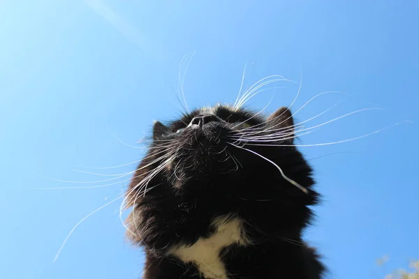 Katzenschnauze in der Ferne. Niedliche Schnauze der schwarzen Katze Nahaufnahme — Stockfoto