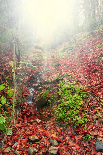 Luce del sole dall'alto nella foresta. Legno d'autunno — Foto Stock