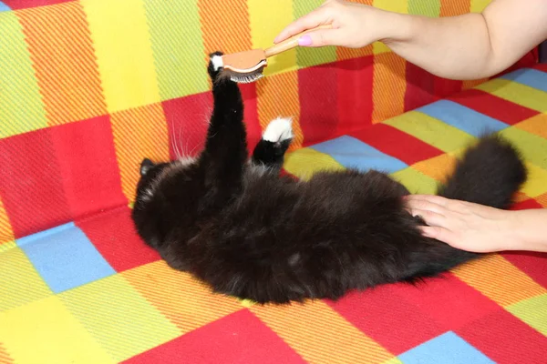 A senhora a pentear o gato. Cuidar de animais domésticos — Fotografia de Stock