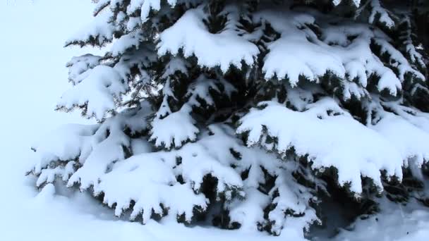 毛皮木の枝が雪で覆われています 冬の森の雪の中のクリスマス ツリー フォレスト内の雪で覆われたおとぎ話の美しい木 — ストック動画