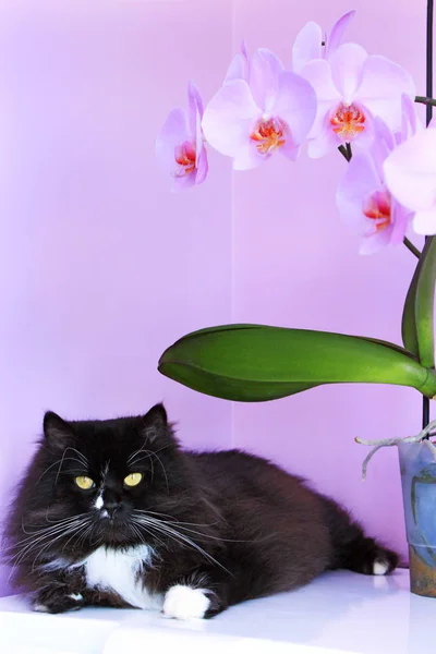 Кота и розовые орхидеи на заднем плане. — стоковое фото