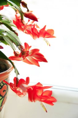 Schlumbergera kırmızı çiçek. Noel çiçek