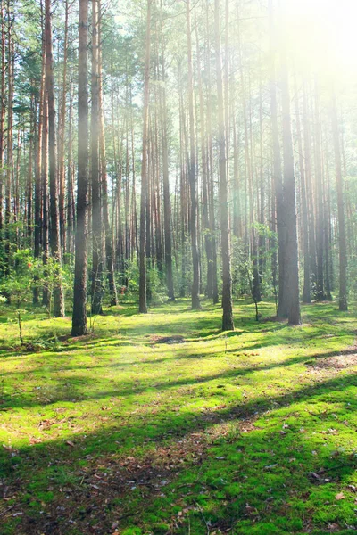 Raggi soleggiati nella foresta estiva. Paesaggio legno — Foto Stock