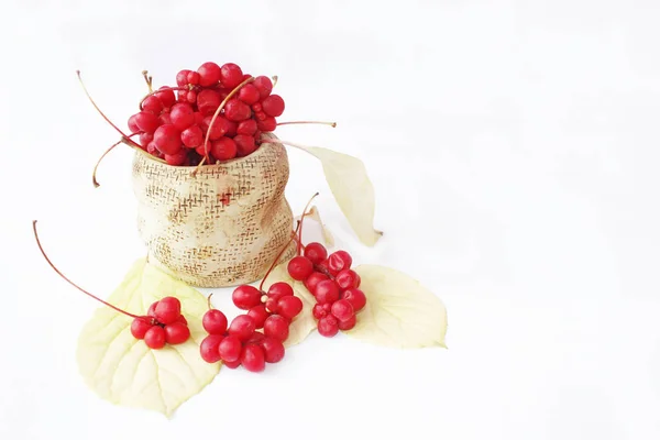 Schisandra kırmızı seramik çantada. Kova kırmızı olgun schizandra. Beş lezzet berry