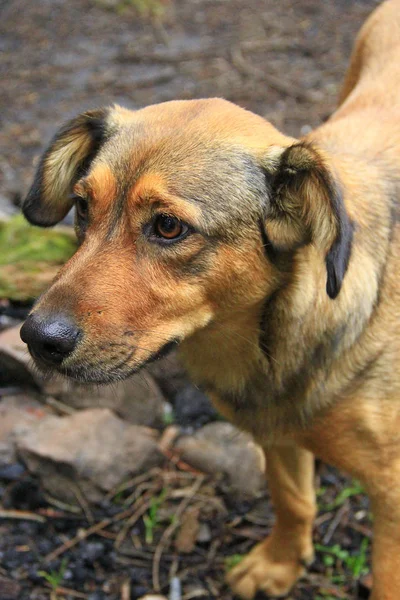 Mongrel hund fin och ljus. Sorgliga röda pet — Stockfoto