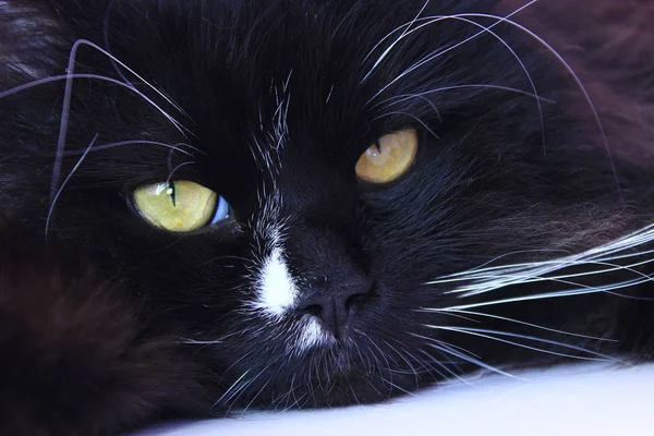 Muzzle of cat. Cute muzzle of black cat closeup