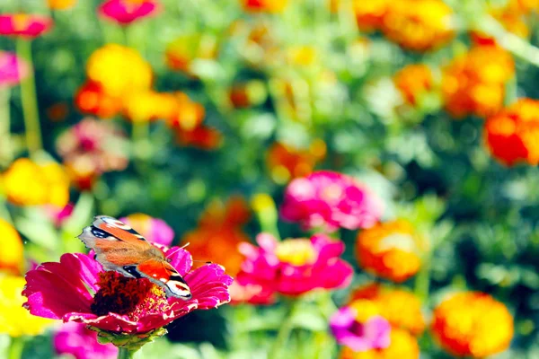 Брайт Инахис сидит на голубом цвете. Европейская павлинья бабочка на цветке . — стоковое фото