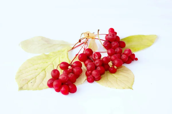 Schisandra mûr rouge isolé sur blanc. Vitamines naturelles — Photo