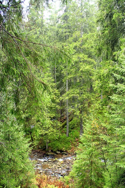 Forêt verte sauvage avec sapins — Photo