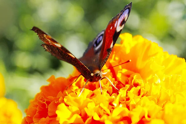 Macro voor het verzamelen van nectar op Tagetes butterfly — Stockfoto
