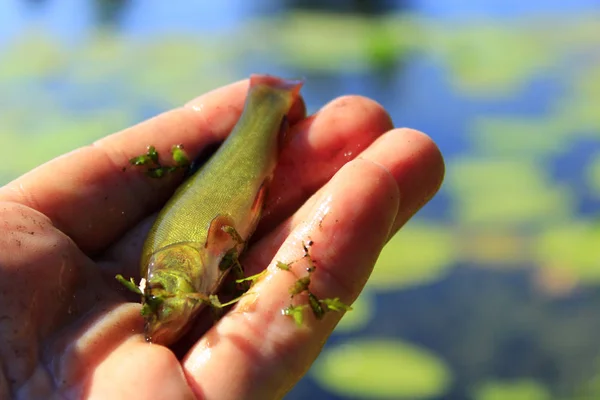 Kleine zeelt liggend op menselijke hand — Stockfoto