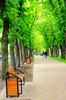 Büyük ağaçlar ve banklar ile şehir parkında patika. Yer sakin ol