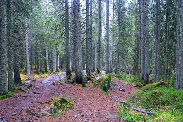 Selvaggia foresta verde con abeti. Bosco di conifere con sentiero — Foto Stock