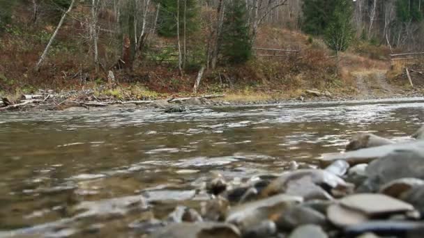 Küçük Gürültülü Dağlık Nehir Orman Içinde Akan Dağ Dere Köprüsü — Stok video