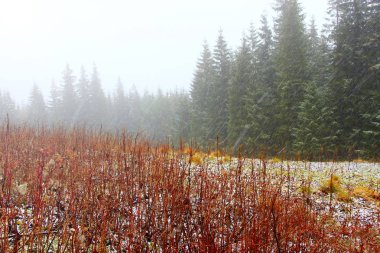 Ormandaki ilk kar. Ladin ormanı ile dağ manzarası
