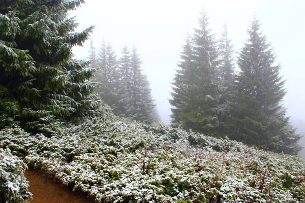 Το πρώτο χιόνι στο δάσος. Ορεινό τοπίο με δάσος από ερυθρελάτη — Φωτογραφία Αρχείου