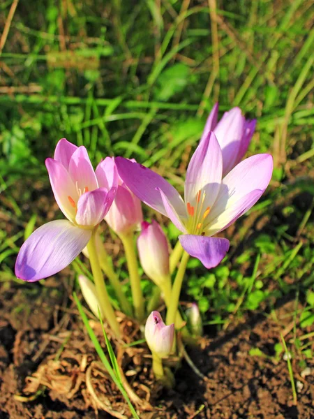 Flores de colchicum otoñal. Plantas de otoño —  Fotos de Stock