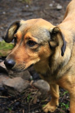 Meraklı evsiz köpek yiyecek istiyor. Köpek ne yazık ki ileriye bakıyor