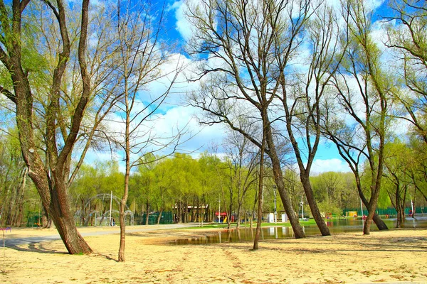 Inundaciones en el parque público en primavera. Los árboles florecen en primavera —  Fotos de Stock