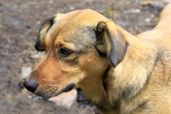 Mongrel dog nice and light. Sad pet — Stock Photo, Image