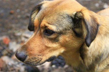 Melez köpek güzel ve hafif. Üzgün evde beslenen hayvan