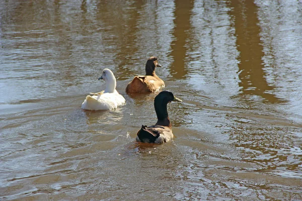Ducks swimming on water during flooding — Stock Photo, Image