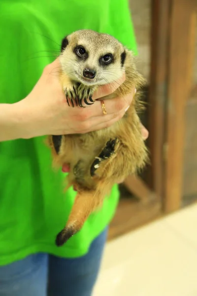 Meerkat in frendly human hands in contact zoo — Stock Photo, Image