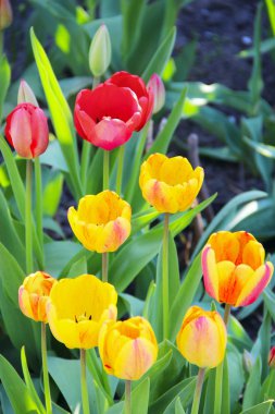 Lale sarı ve kırmızı çiçek-yatakta Nisan ayında. Bahar bahçe. Peyzaj tasarımı