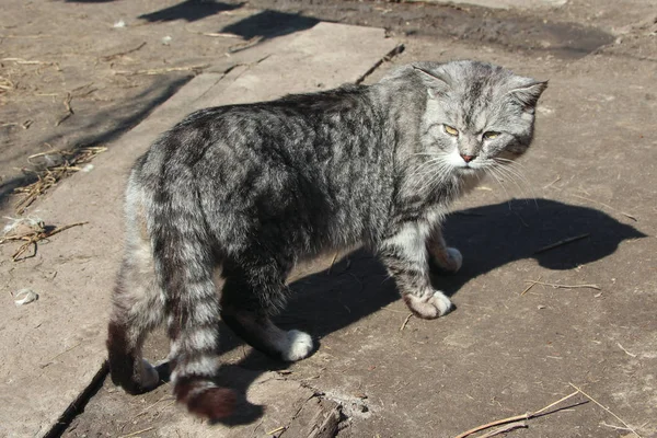 Σκωτσέζικο ευθεία γάτα κοιτάζοντας πίσω — Φωτογραφία Αρχείου