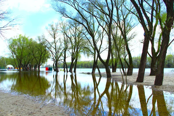 Flooding in public park in spring. Trees blossom in spring — Stock Photo, Image