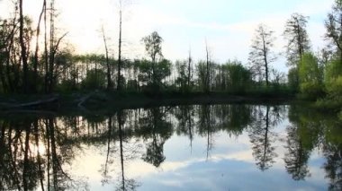 Vahşi manzara ile akşam nehir. Ağaçlar nehir suda gece boyunca yansıtılır. Manzara orman Nehri akşam. Orman nehir su yüzeyi