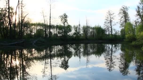 与黄昏河的野生景观 树木在河水中反映出来 森林河的风景晚上 森林河的水面 — 图库视频影像