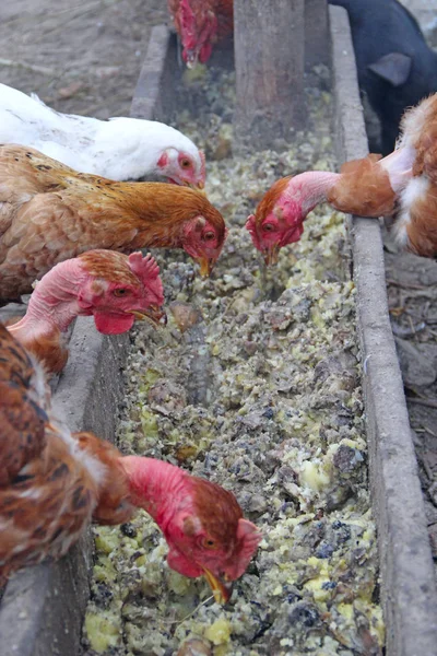 Hens eat in poultry yard. Domestic birds — Stock Photo, Image