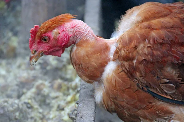 Hen meztelen nyak eszik vályú baromfi udvaron. Gazdaságból származó baromfitakarmány — Stock Fotó