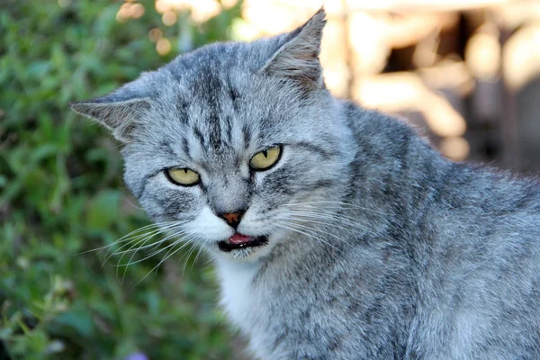 Schnauze einer schottischen Raubkatze, die aus nächster Nähe starrt — Stockfoto