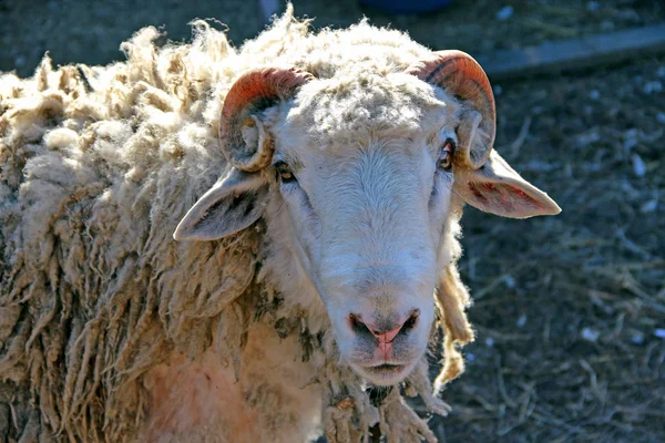 Ram hledá. Šéf beranidla v detailu. Farmářské zvíře — Stock fotografie