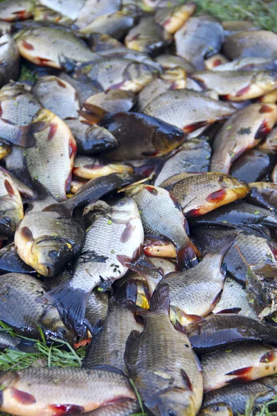 Apanhei crucistas. Pesca bem sucedida. Carpa de peixe fresca . — Fotografia de Stock