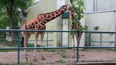 Lodz / Polonya. 18 Haziran 2019: İki zürafa Lodz Hayvanat Bahçesi 'nde akçaağaç yaprağı yiyor. Uzun zürafalar hayvanat bahçesinde yaprak yerler. En uzun hayvan. Benekli zürafa. Dünyanın en uzun memelisi.