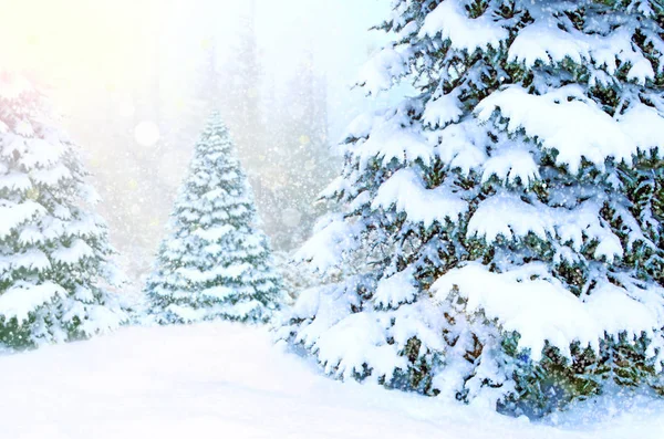 Τοπίο με χριστουγεννιάτικα δέντρα καλυμμένα με χιόνι στο χειμερινό δάσος. Δέντρα Πρωτοχρονιάς — Φωτογραφία Αρχείου