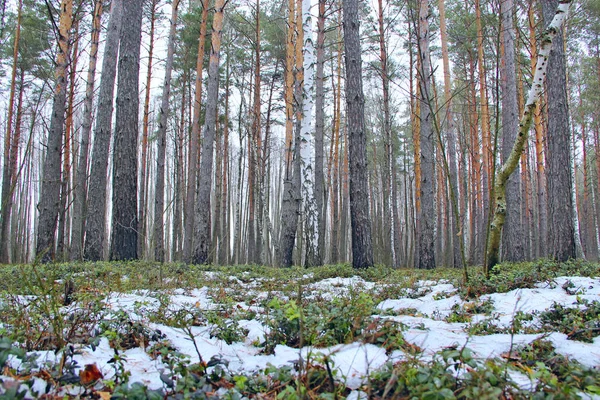 Vaccinium vitis-idaea unter Schnee im Wald. Pflanzen in Holz — Stockfoto