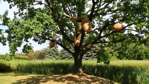 Große Eiche Mit Künstlichen Hornissennestern Sommerpark Ausladende Eiche Mit Hornissennest — Stockvideo
