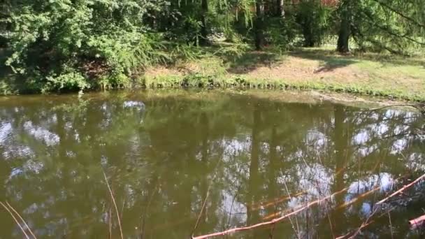 Schwarm Karauschen Schwimmt Wasser Des Stadtweihers Fischschwärme Schwimmen Teich Sumpf — Stockvideo